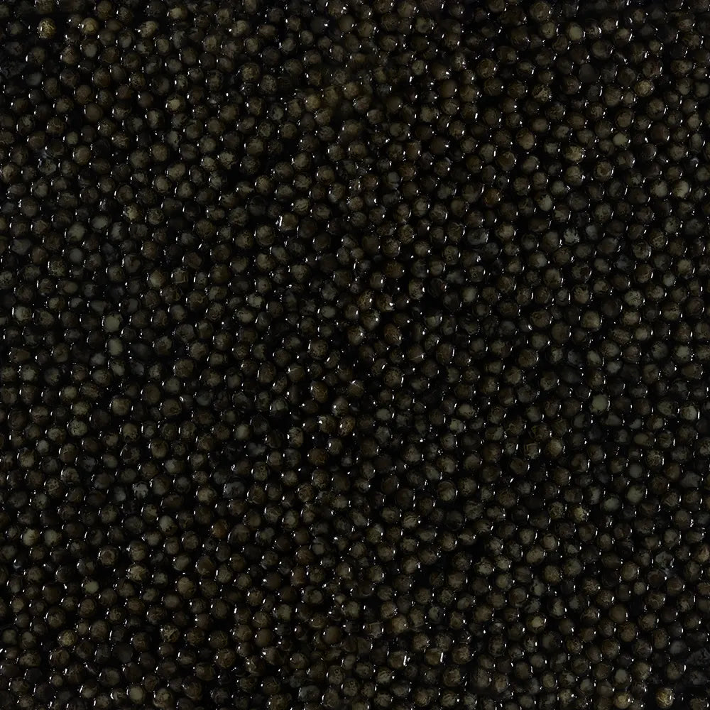 siberian sturgeon_2.webp__PID:c3fc66c0-eae6-47ee-8ede-d6ef2e75115b